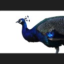 Peacock 1