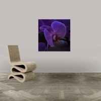http://www.photos-toile.fr/photo-nature/89-photo-orchidee.html